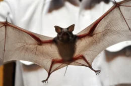 VÍDEO: conheça o morcego com pênis ‘gigante’ que faz sexo por até 12 horas sem parar