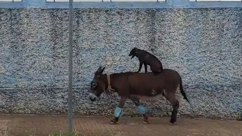 VÍDEO: passeio inusitado de cachorro e burro é registrado no interior de SP