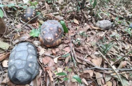 Pássaros e quelônios são devolvidos ao habitat no Amazonas