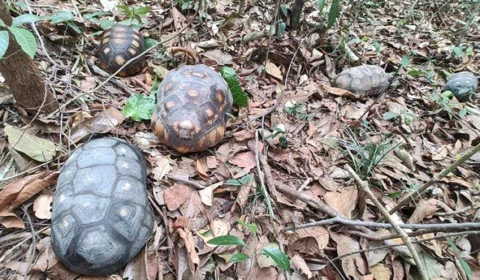 Pássaros e quelônios são devolvidos ao habitat no Amazonas