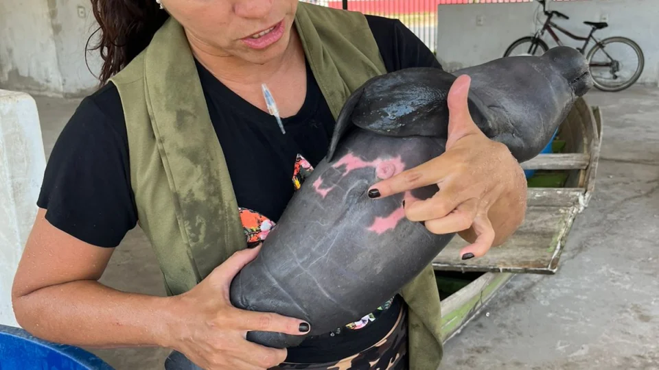 Filhote de peixe-boi é resgatado por pescadores em Parintins-AM