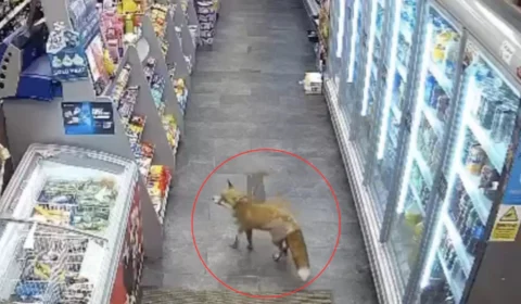 VÍDEO: câmera flagra raposa roubando chocolate dentro de loja no Reino Unido