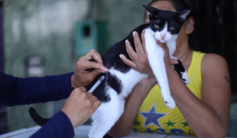 Vacinação antirrábica chega a 23 bairros em Manaus; confira