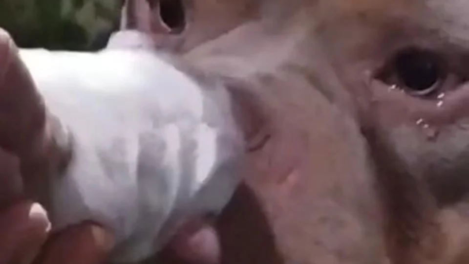 VÍDEO: Pitbull chora ao ver filhote e viraliza na internet