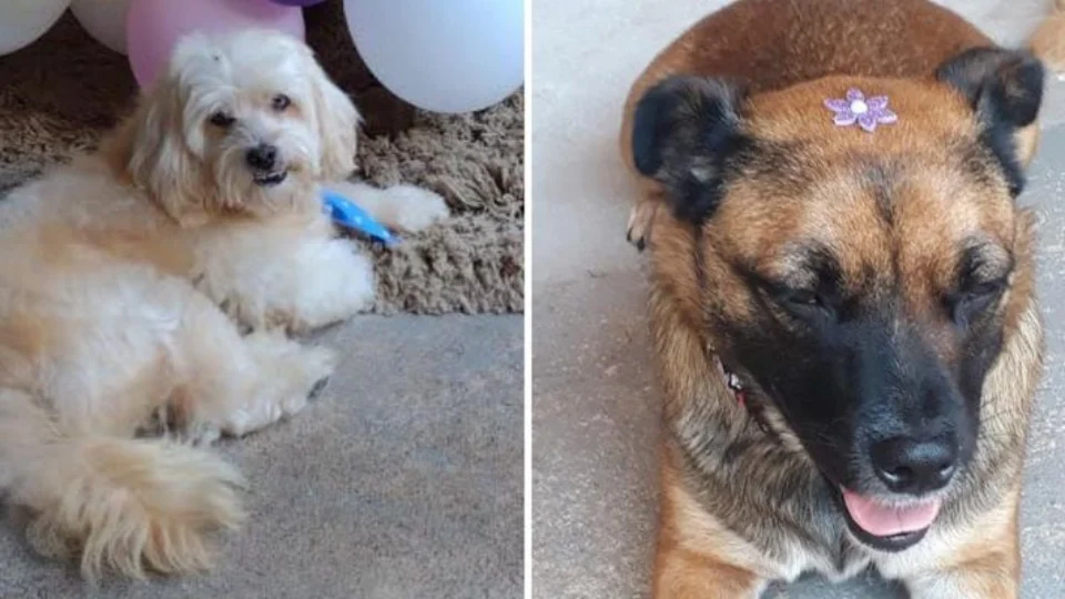 Cães morrem após serem esquecidos em carro de pet shop em São Paulo