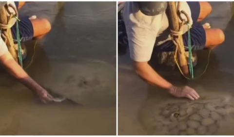 VÍDEO: homem viraliza ao alimentar e fazer ‘carinho’ em arraia; veja