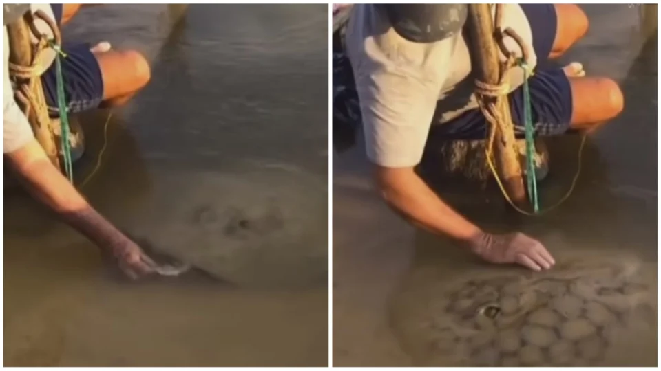 VÍDEO: homem viraliza ao alimentar e fazer ‘carinho’ em arraia; veja