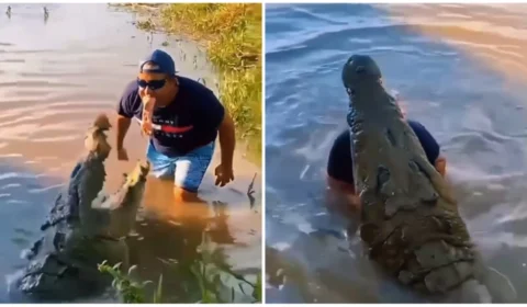 VÍDEO: homem viraliza ao alimentar crocodilo segurando carne com a boca