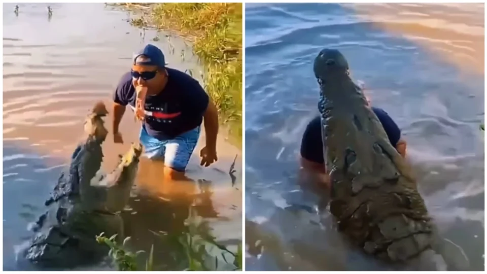 VÍDEO: homem viraliza ao alimentar crocodilo segurando carne com a boca