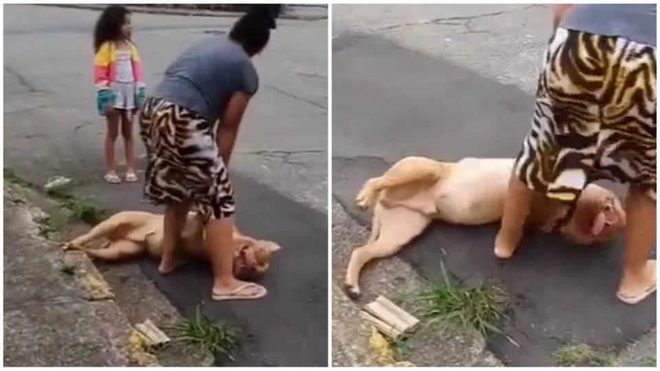 VÍDEO: após passeio, pitbull tenta enganar donos para não voltar para casa