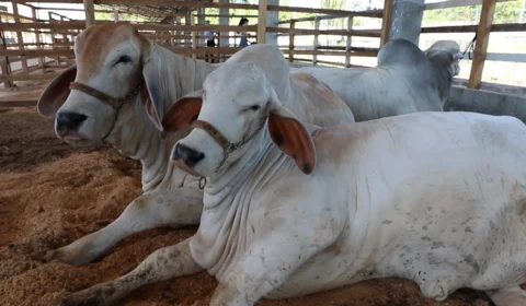Pecuaristas de 13 cidades do AM devem declarar rebanho até sexta-feira, 15