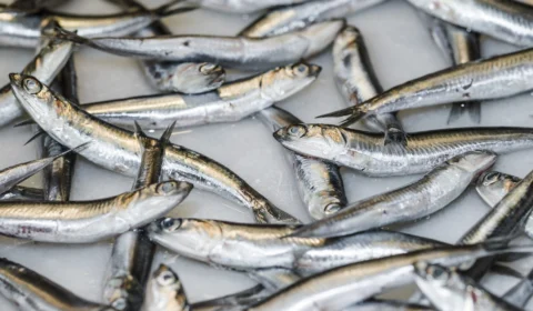 Toneladas de sardinhas mortas aparecem na costa no Japão e intriga autoridades