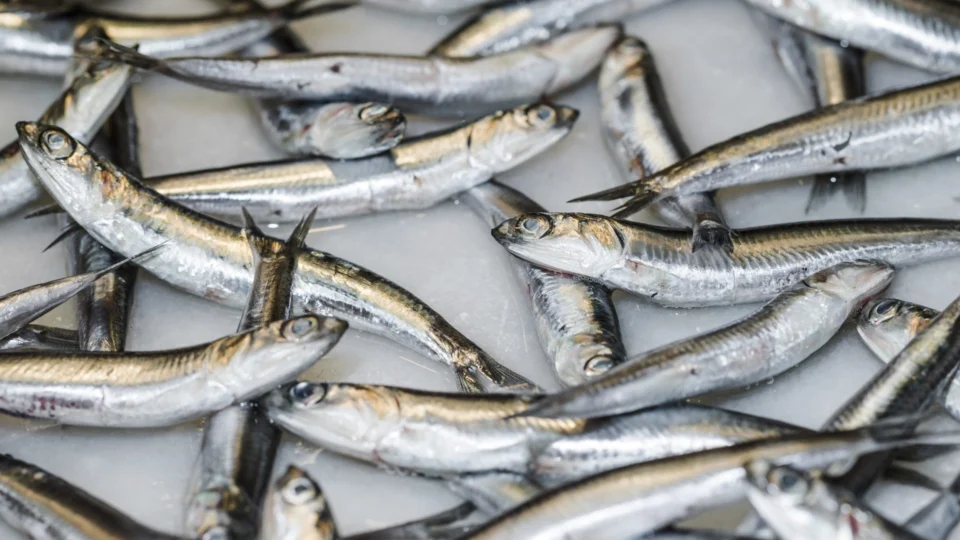 Toneladas de sardinhas mortas aparecem na costa no Japão e intriga autoridades