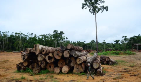 Exploração madeireira aumenta 336,85% no Amazonas em 2022, diz pesquisa