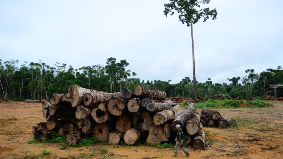 Exploração madeireira aumenta 336,85% no Amazonas em 2022, diz pesquisa
