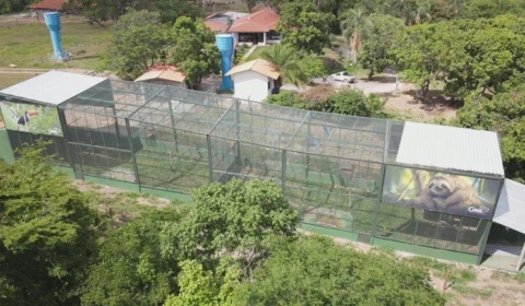 Ibama devolve à natureza 63 aves silvestres em PE