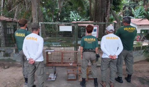 Operação Gênesis apreende 35 aves e aplica R$ 56 mil em multas no AM