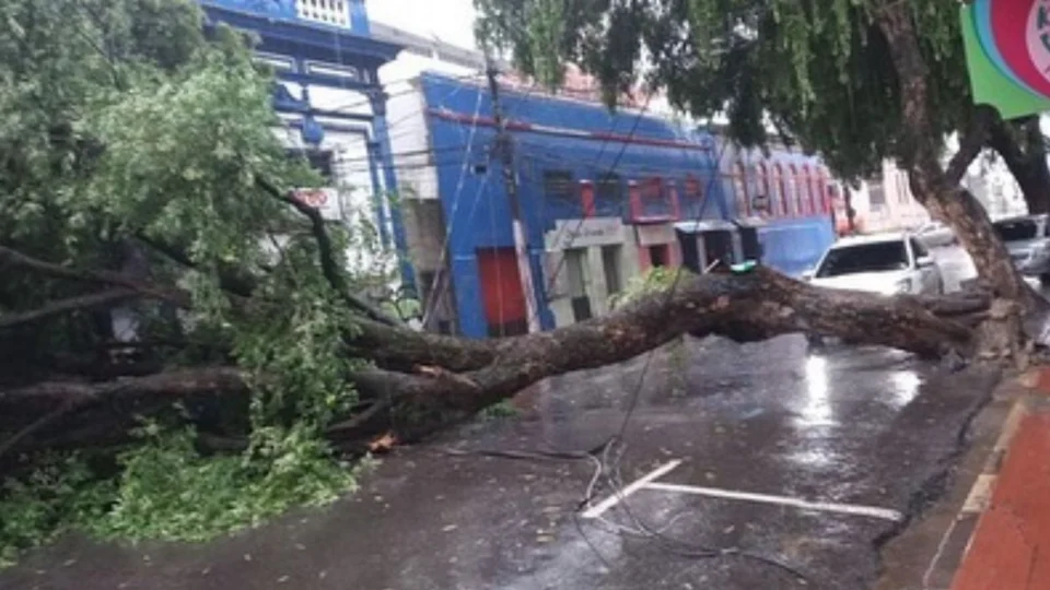 VÍDEO: queda de árvore é registrada durante chuva no Centro de Manaus