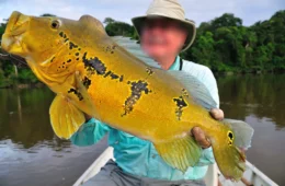 MPF recomenda que empresa dos EUA pare de vender pacotes de pesca no AM