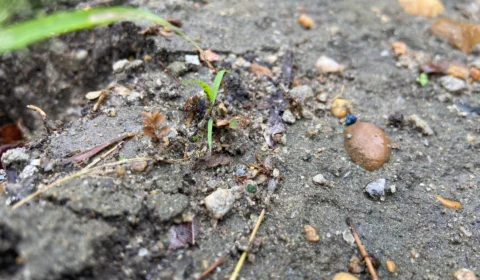 Alerta de deslizamentos de terra em Manaus é emitido pela Defesa Civil do AM