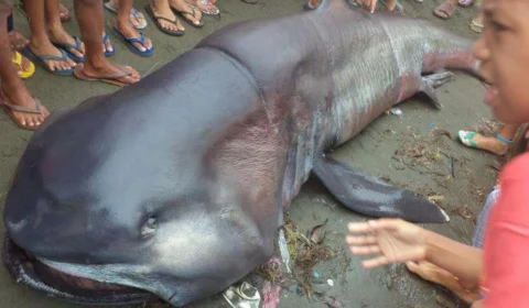 Espécie de tubarão, que vive no fundo do mar, surge em praia das Filipinas