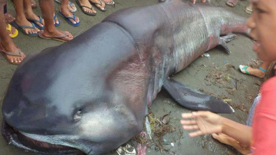 Espécie de tubarão, que vive no fundo do mar, surge em praia das Filipinas