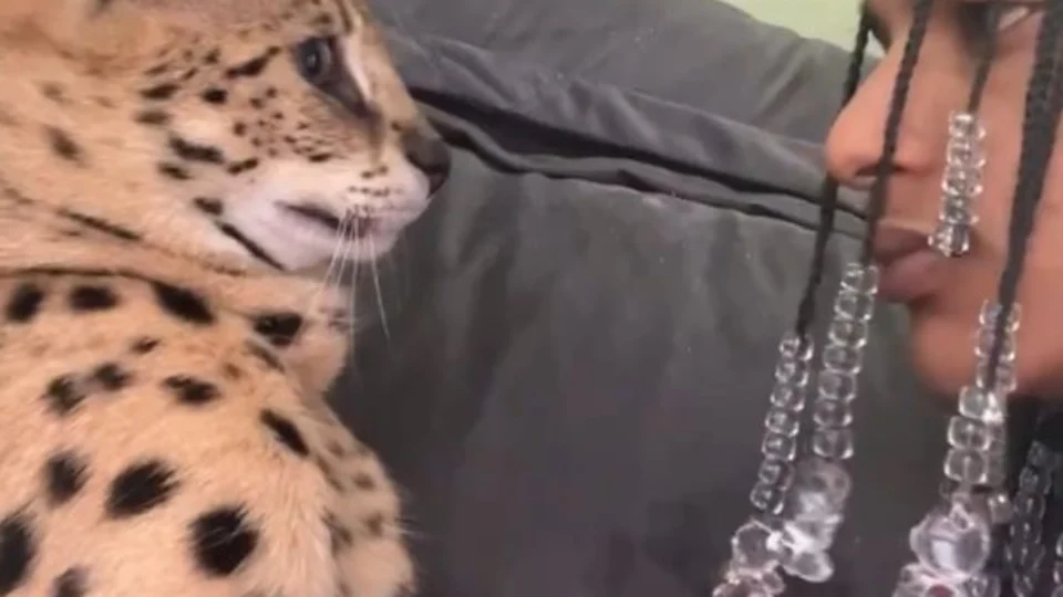 VÍDEO: rapper Oruam é ‘atacado’ por felino de estimação avaliado em R$ 120 mil