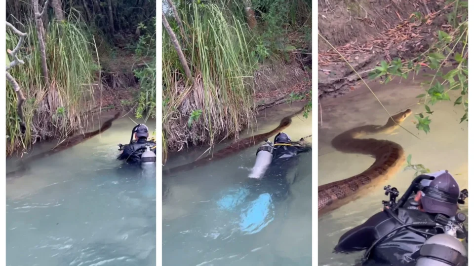 VÍDEO: fotógrafo Eli Martinez nada com ‘anaconda verde’ em Bonito-MS