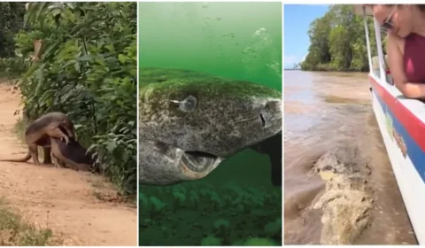 Tatus acasalando, ‘peixe-pênis’, jacaré-monstro: veja bichos que viralizaram em 2023