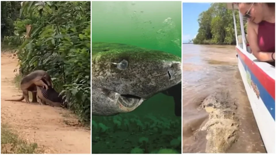 Tatus acasalando, ‘peixe-pênis’, jacaré-monstro: veja bichos que viralizaram em 2023