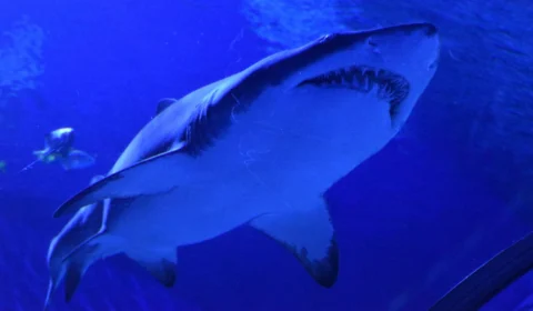 Turista dos EUA morre após ser atacada por tubarão nas Bahamas; saiba