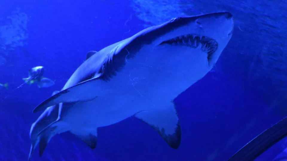 Turista dos EUA morre após ser atacada por tubarão nas Bahamas; saiba