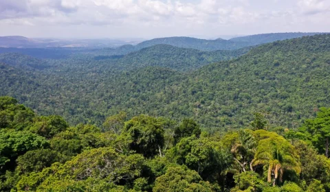 Amazônia: 2050 pode ser o início da redução de cobertura da floresta