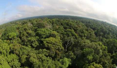 Desmatamento no Amazonas registra maior queda do ano em novembro