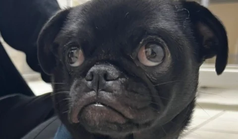 Cadela é operada depois de engolir 60 elásticos de cabelo