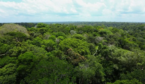 Amazonas reduz 65% dos alertas de desmatamento e 7,6% nos focos de calor, em 2023