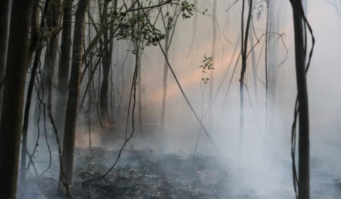Amazonas tem aumento de 180% em queimadas comparado a 2023
