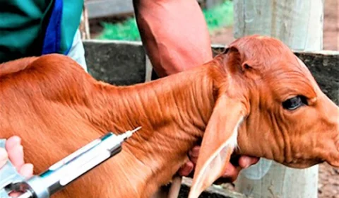 Vacinação contra brucelose segue até 31 de maio em todo AM