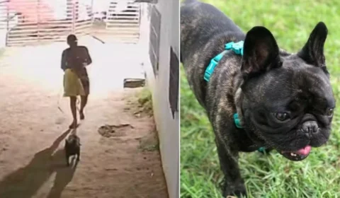 Buldogue francês é encontrado morto e polícia revela o que aconteceu