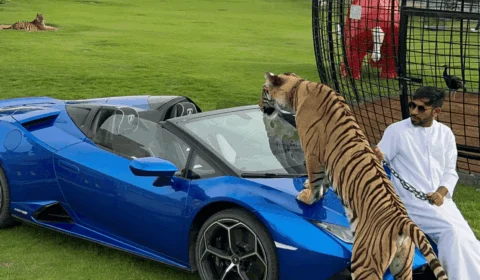 Irmãos viralizam nas redes sociais criando animais selvagens em casa; veja vídeos