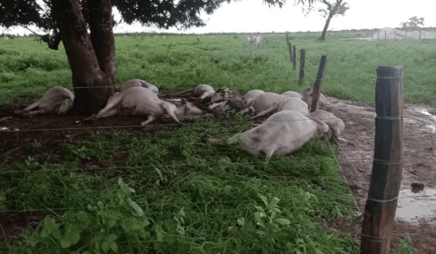 Cerca de 11 vacas morrem após serem atingidas por raio no TO