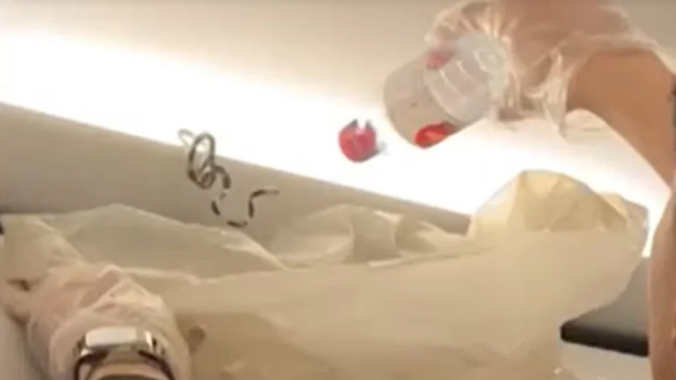 Cobra nas alturas: passageiros de avião levam susto após encontrar o animal