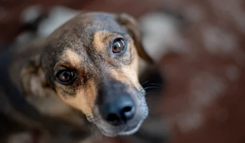Código de Direito e Bem-Estar Animal é sancionado no Amazonas
