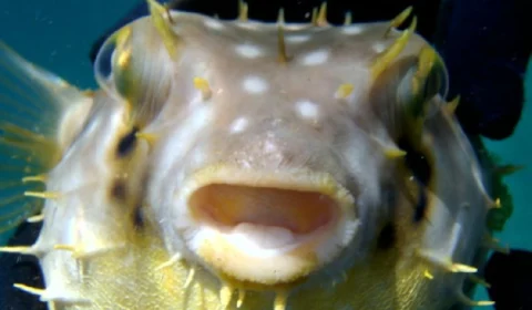 Morte por intoxicação de peixe baiacu é investigada no ES