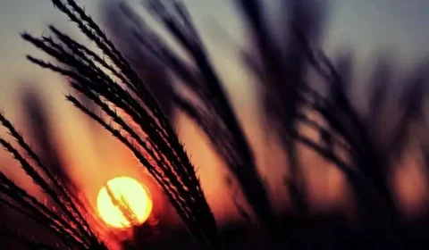 El Niño será mais forte em 2024? Veja as previsões