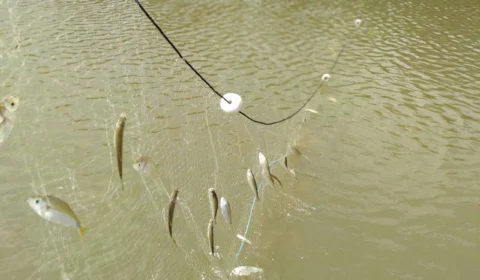 Pesquisa confirma que seca e cheia dos rios afetam rotina dos peixes na Amazônia