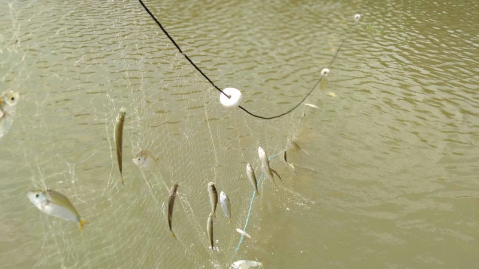 Pesquisa confirma que seca e cheia dos rios afetam rotina dos peixes na Amazônia