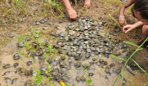 Filhotes de quelônios são devolvidos à natureza em RDS no AM