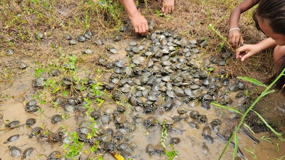 Filhotes de quelônios são devolvidos à natureza em RDS no AM
