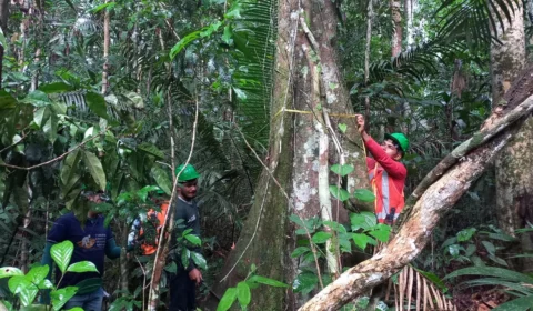 400 hectares para extração de madeira são identificados em Novo Aripuanã-AM